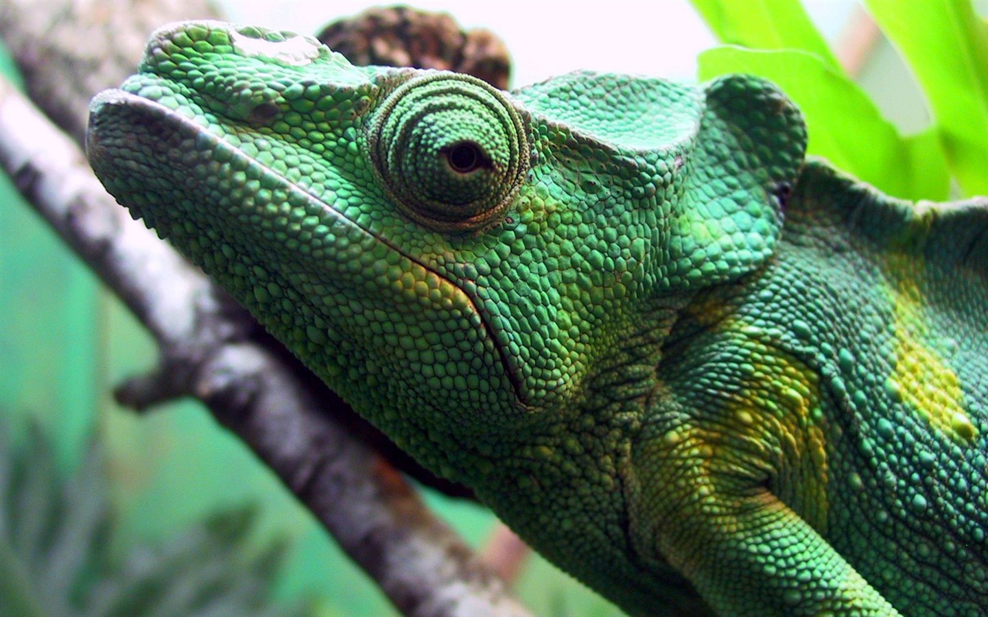 다채로운 동물 카멜레온의 HD 배경 화면 #3 - 1440x900