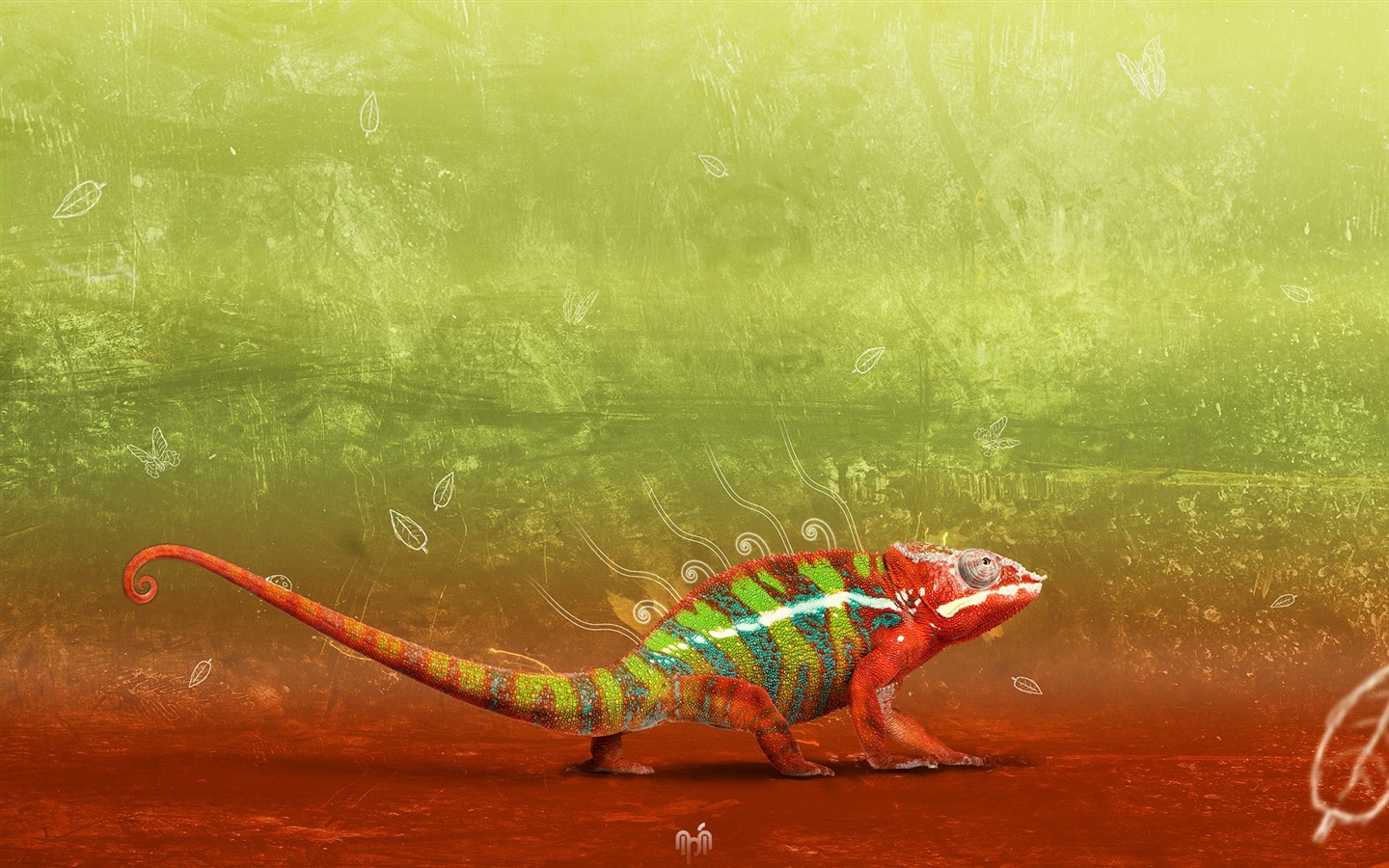 다채로운 동물 카멜레온의 HD 배경 화면 #5 - 1440x900