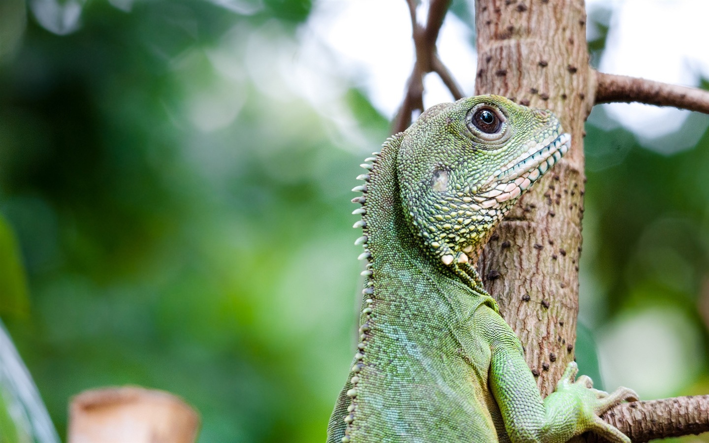 Animaux Fonds d'écran coloré caméléon HD #18 - 1440x900