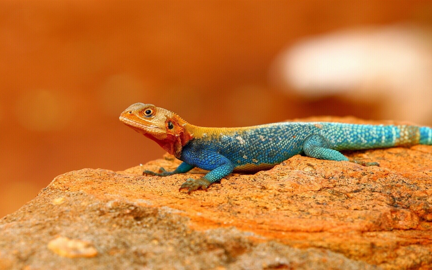 Animales colorido fondos de pantalla de alta definición camaleón #20 - 1440x900