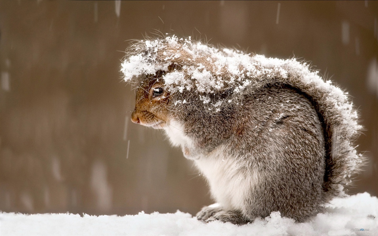 Animal close-up, cute squirrel HD wallpapers #12 - 1440x900