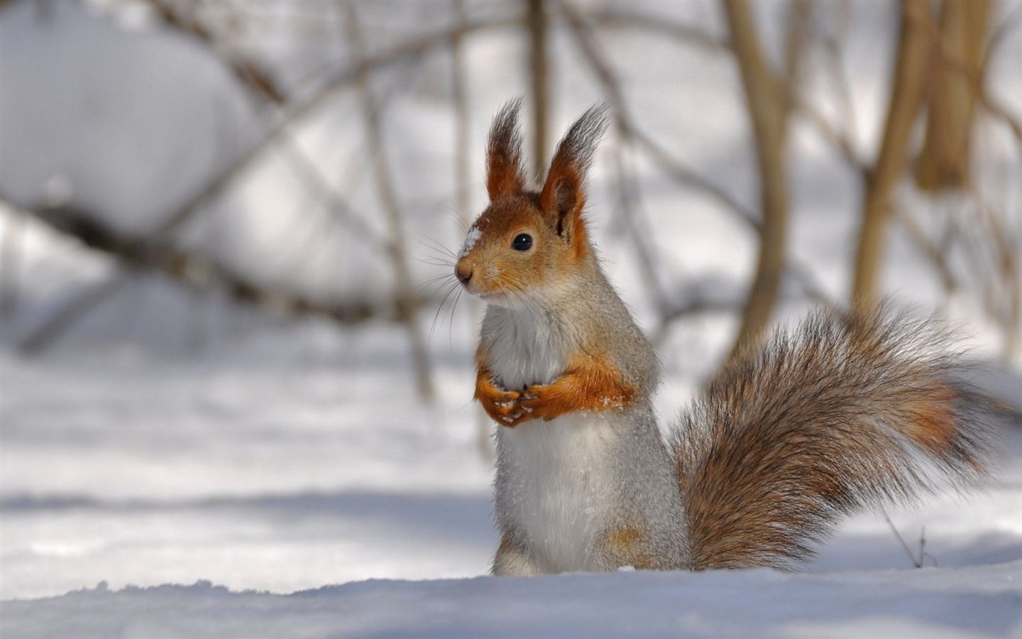 Animal close-up, cute squirrel HD wallpapers #13 - 1440x900