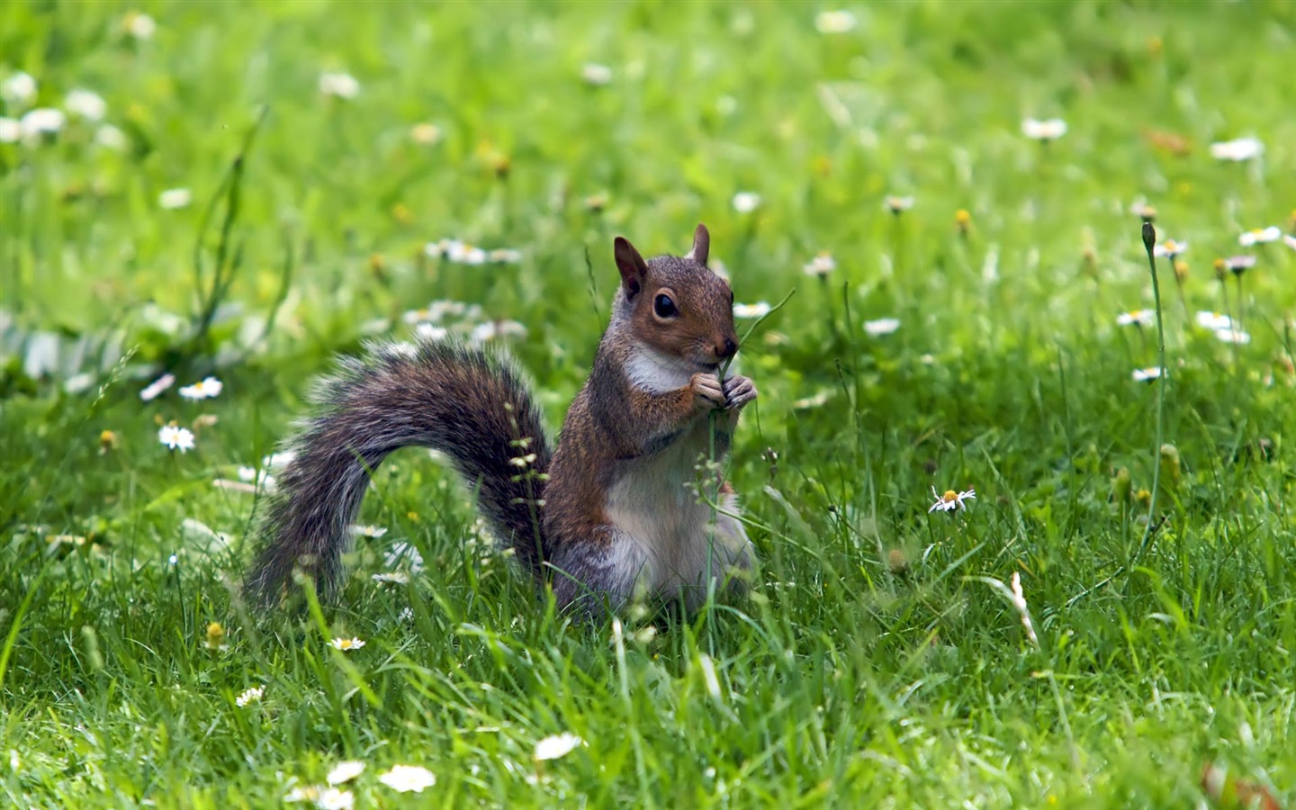 Animal close-up, cute squirrel HD wallpapers #18 - 1440x900