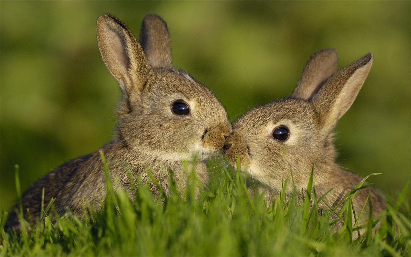 毛茸茸的动物，可爱的兔子 高清壁纸6 - 1440x900