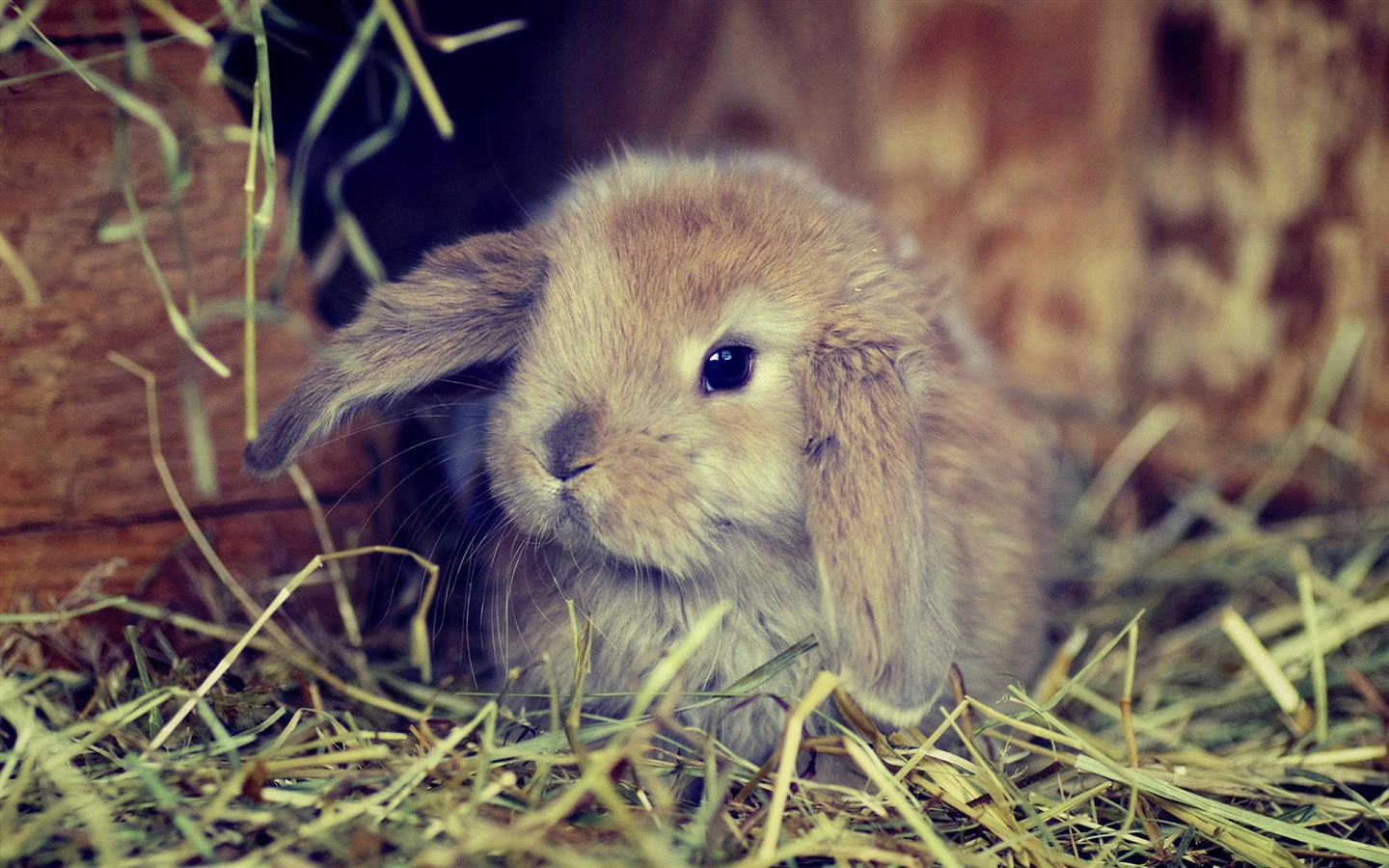 毛茸茸的動物，可愛的兔子 高清壁紙 #7 - 1440x900