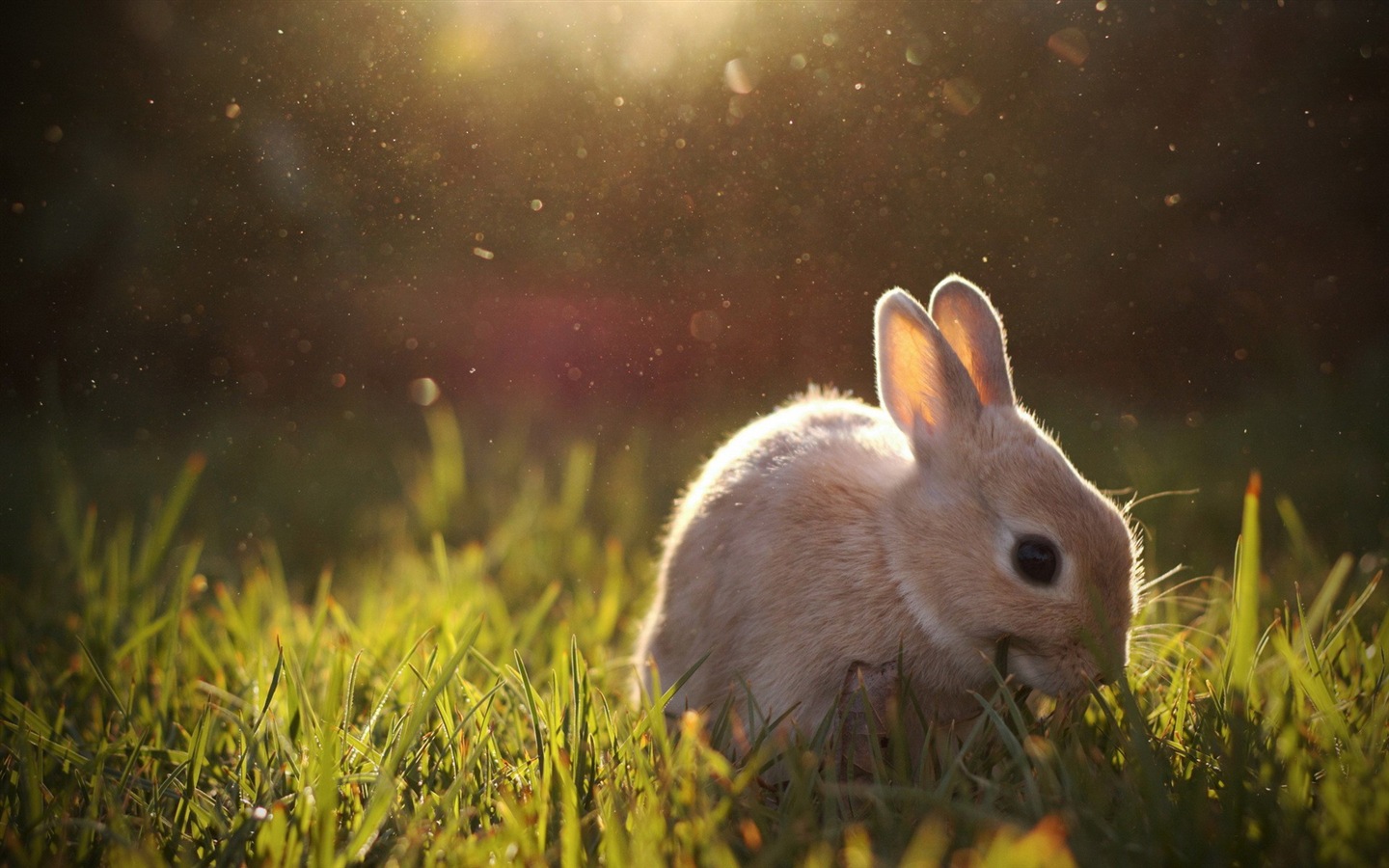 Пушистые животные, милые обои кролик HD #10 - 1440x900