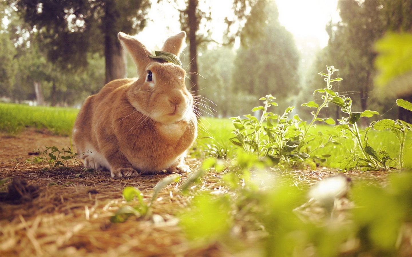 毛茸茸的動物，可愛的兔子 高清壁紙 #13 - 1440x900