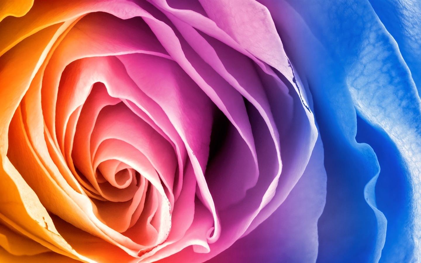 Яркие цвета, красивые HD обои цветы #3 - 1440x900