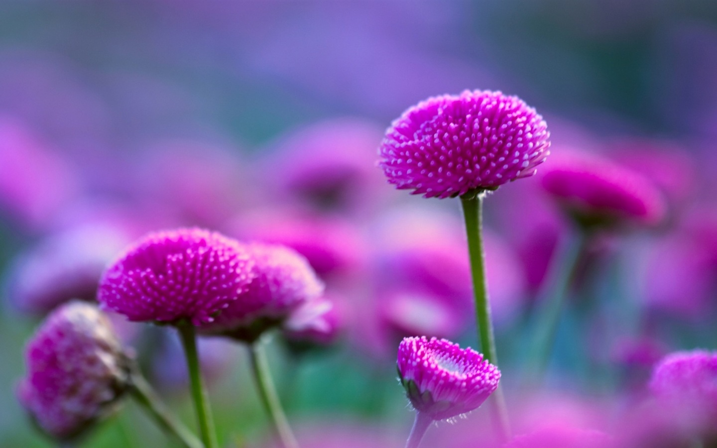 화려한 색상, 아름다운 꽃의 HD 배경 화면 #11 - 1440x900