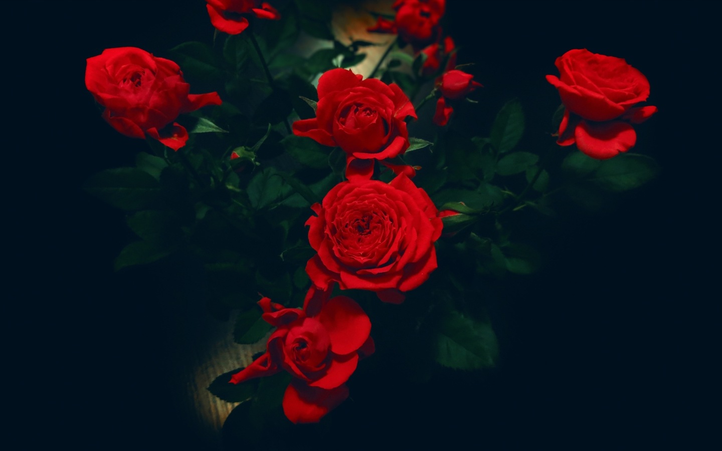 Los colores brillantes, flores preciosos fondos de pantalla de alta definición #12 - 1440x900