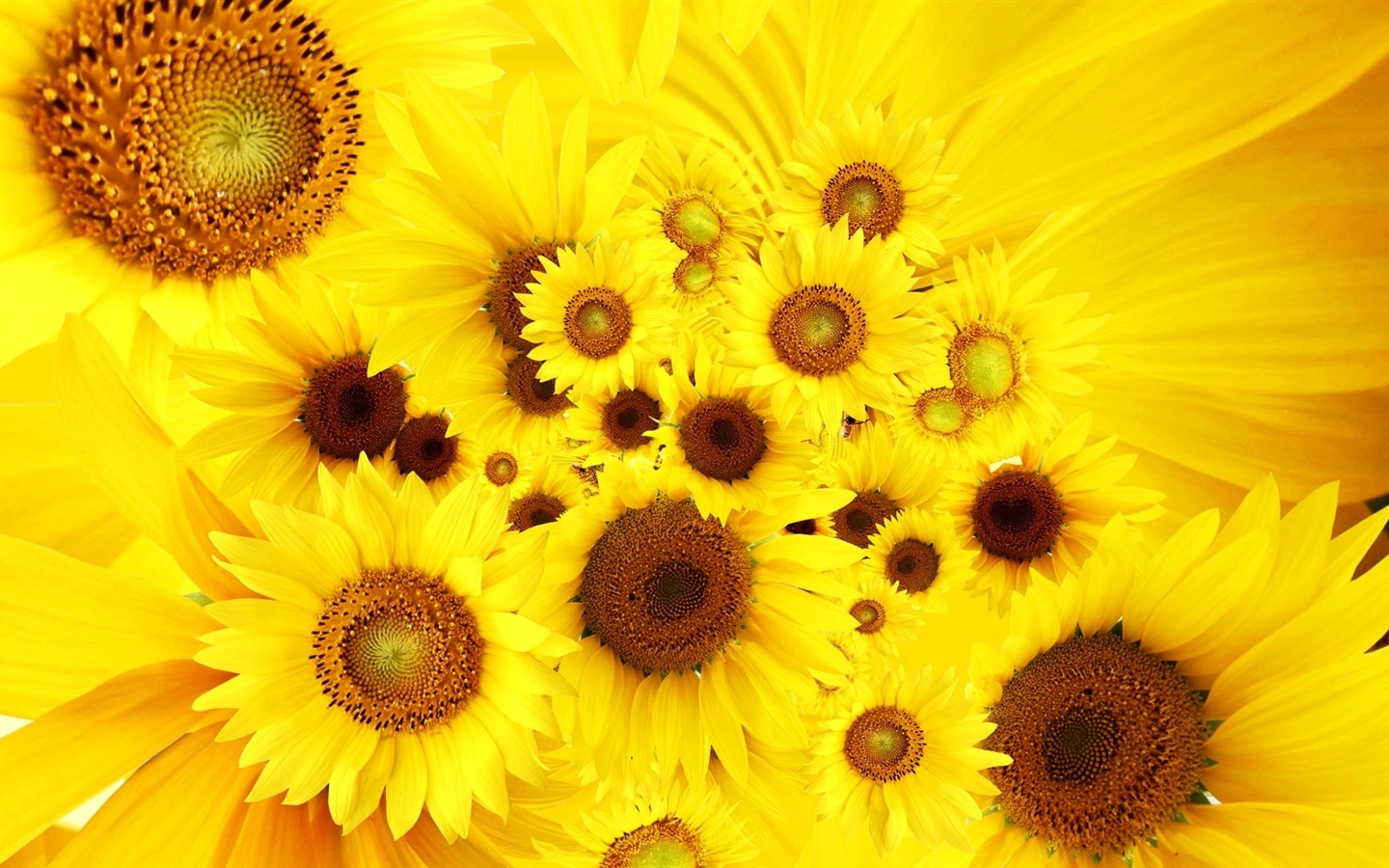 Los colores brillantes, flores preciosos fondos de pantalla de alta definición #13 - 1440x900