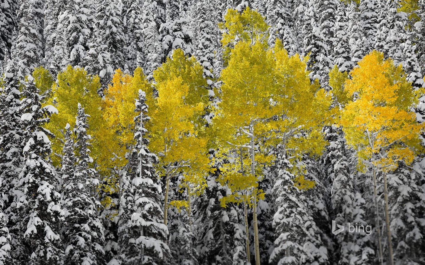 Ноябрь 2014 пейзаж обои Bing #5 - 1440x900