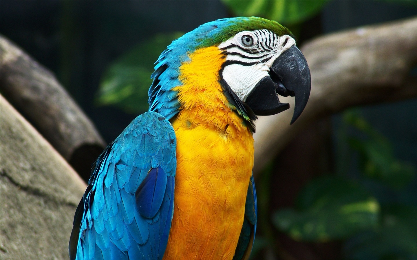 Macaw close-up HD wallpapers #7 - 1440x900