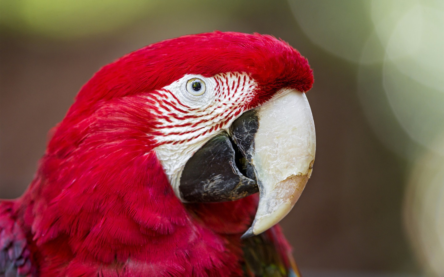 Macaw close-up fonds d'écran HD #9 - 1440x900