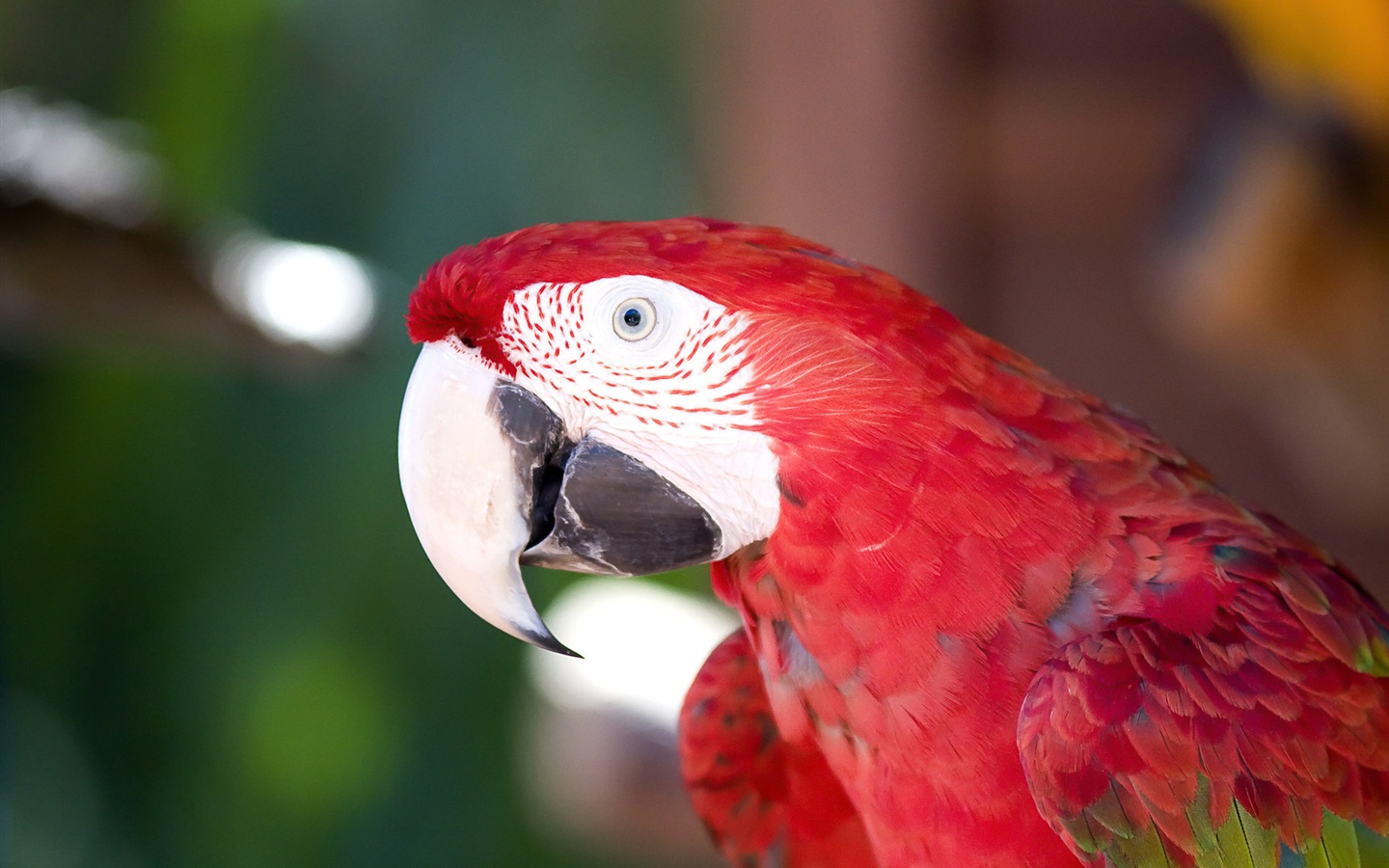 Macaw close-up fonds d'écran HD #14 - 1440x900