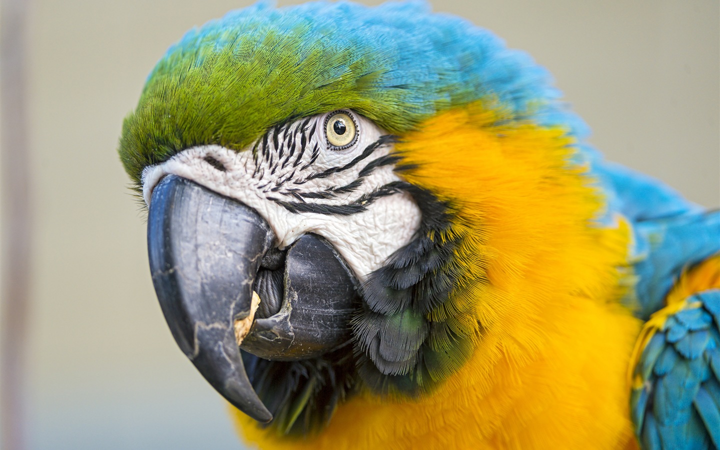 Macaw close-up HD wallpapers #15 - 1440x900