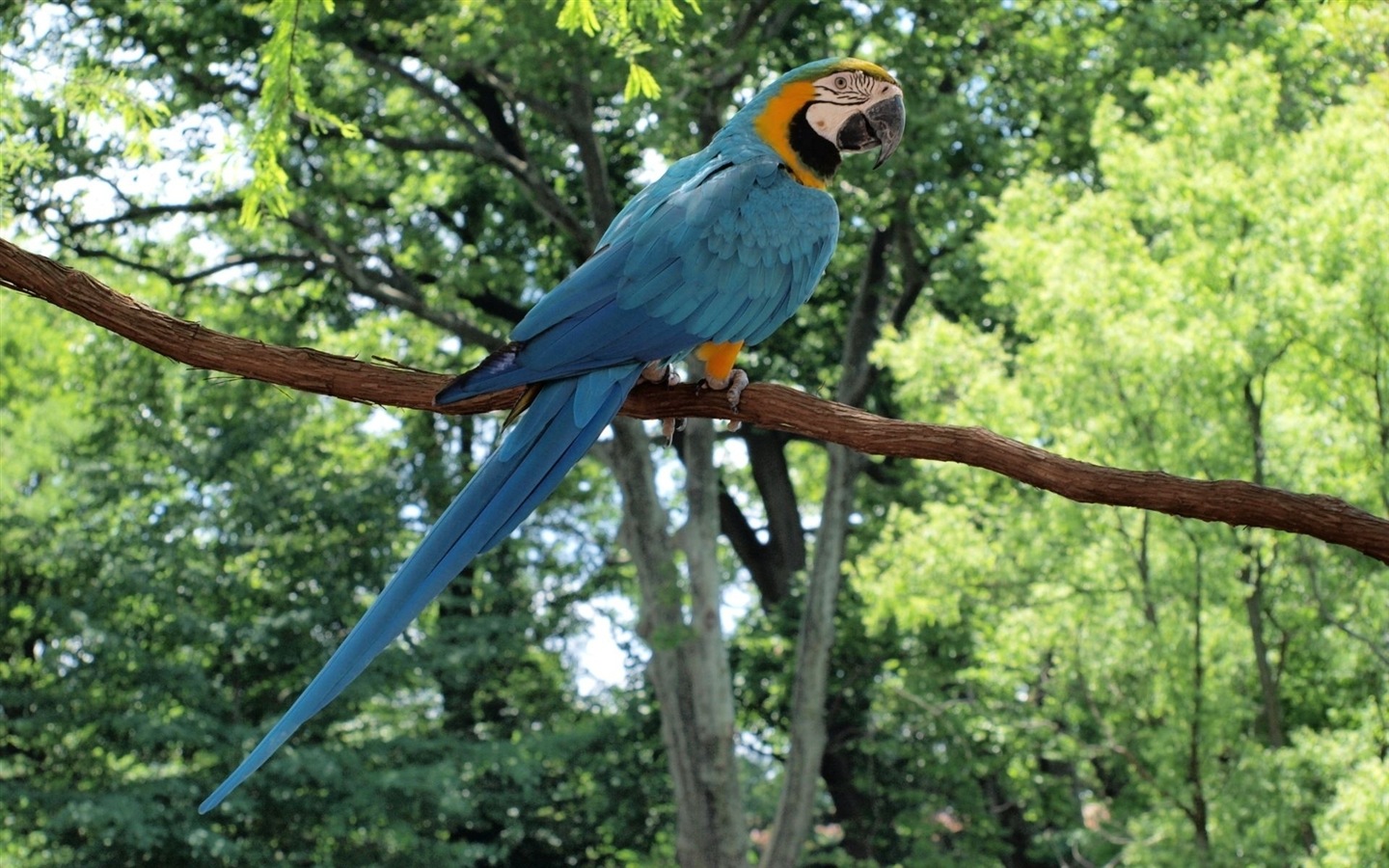 macaw close-up HD Tapety na plochu #22 - 1440x900