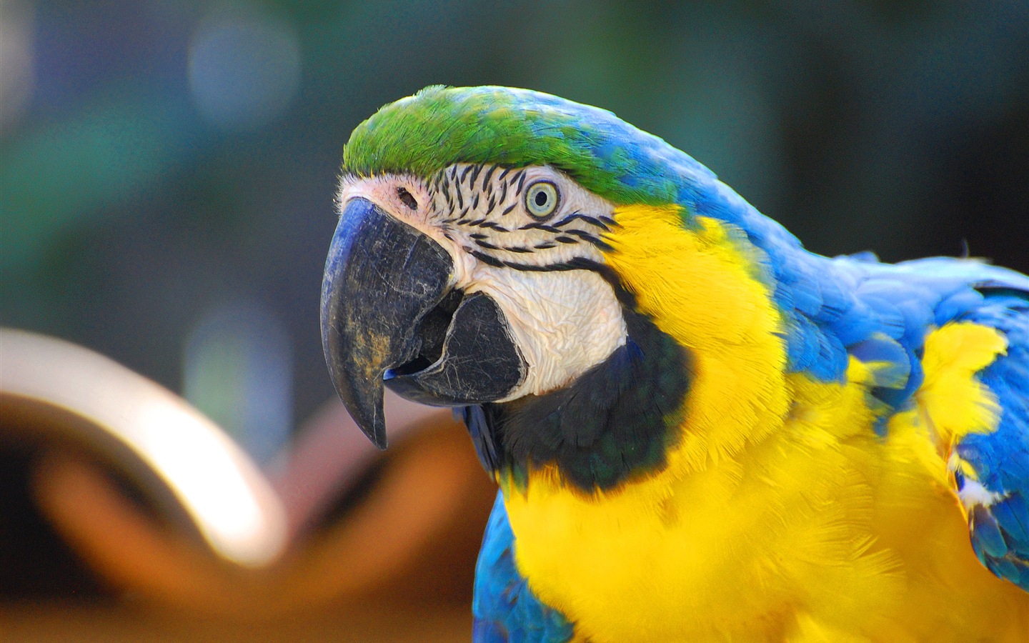 Macaw close-up HD wallpapers #3 - 1440x900