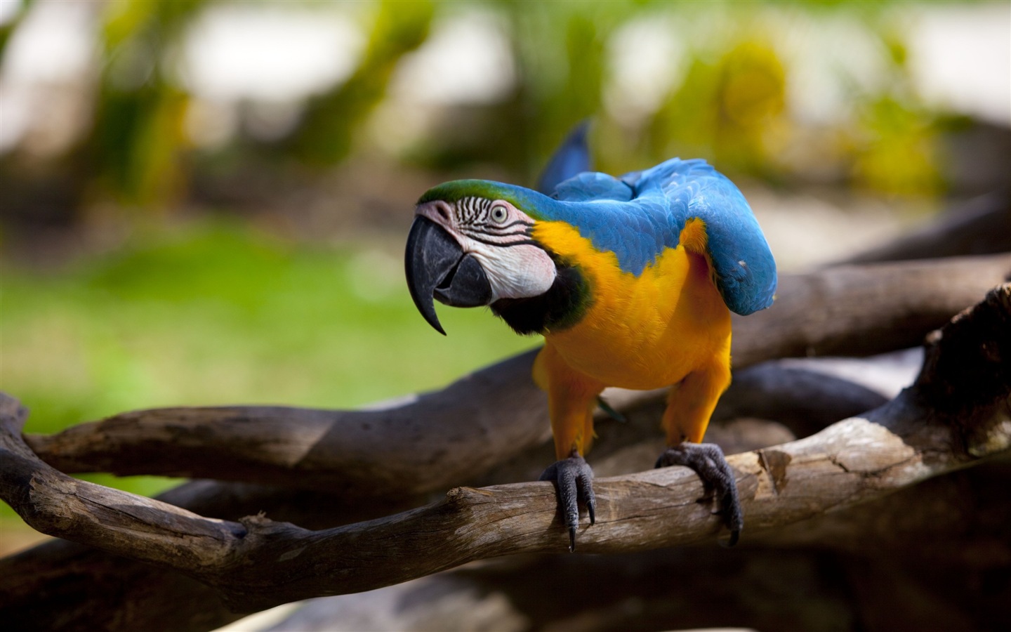 Macaw close-up HD wallpapers #4 - 1440x900