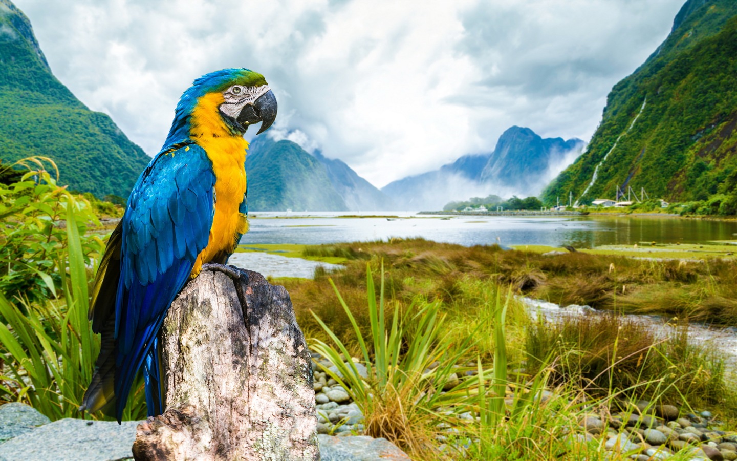 Macaw close-up HD wallpapers #5 - 1440x900