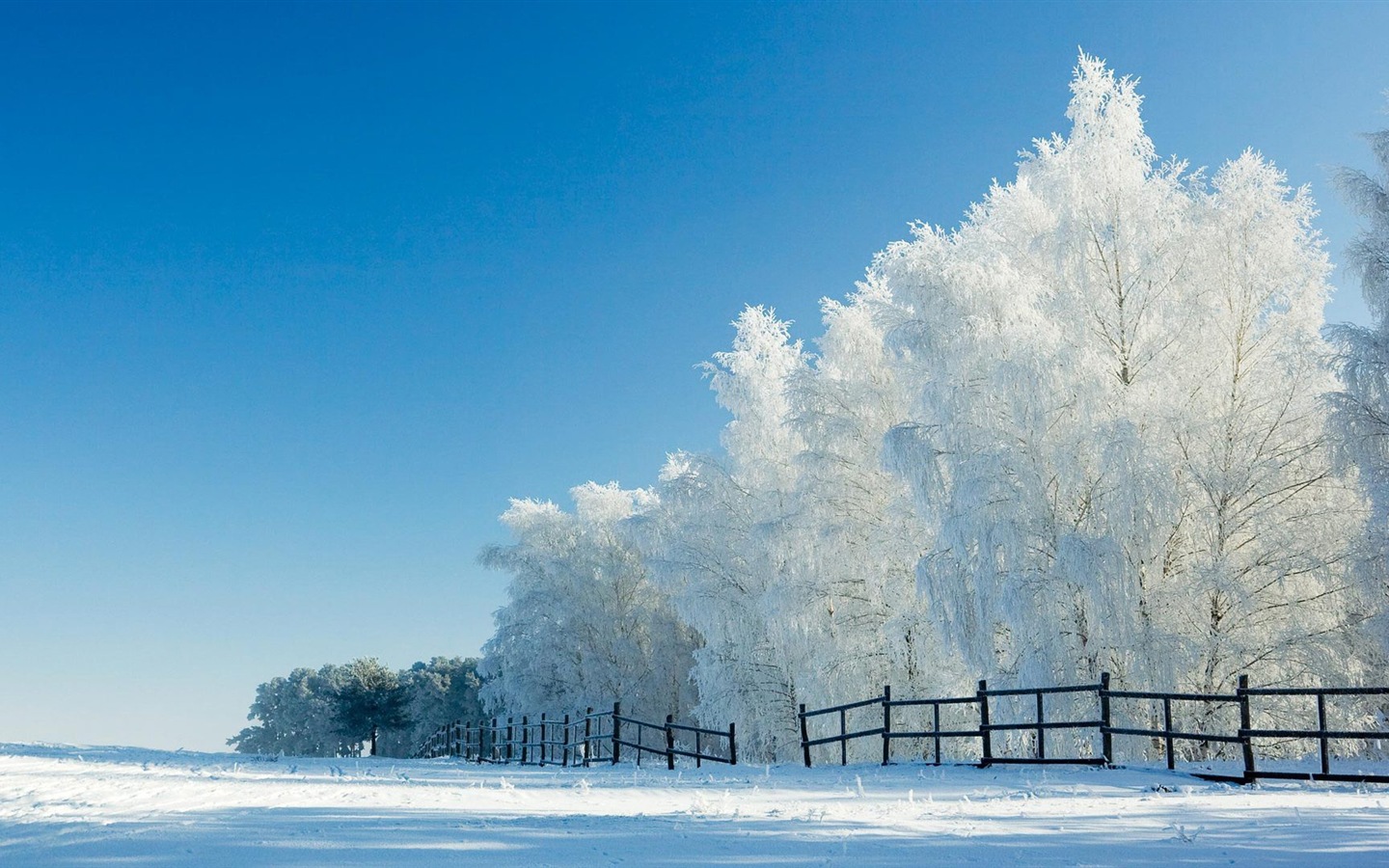 冬の雪の美しい風景のHDの壁紙 #15 - 1440x900