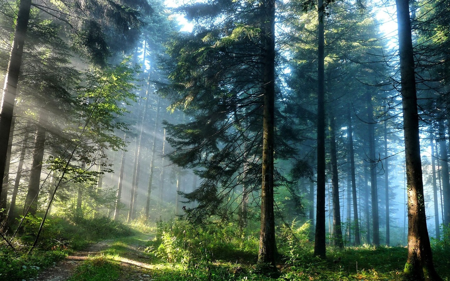 윈도우 8 테마 숲 풍경의 HD 월페이퍼 #1 - 1440x900