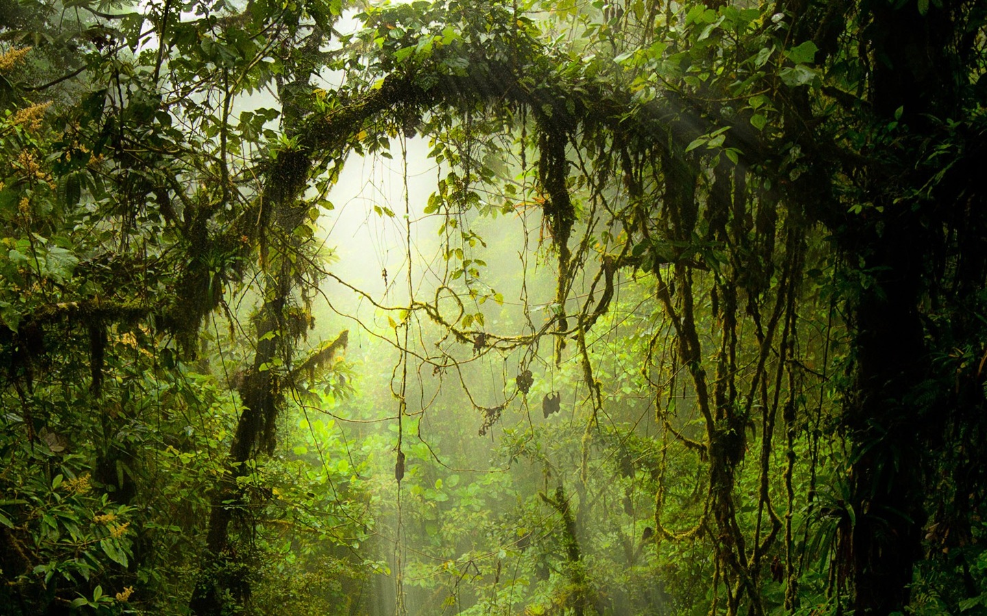 윈도우 8 테마 숲 풍경의 HD 월페이퍼 #5 - 1440x900