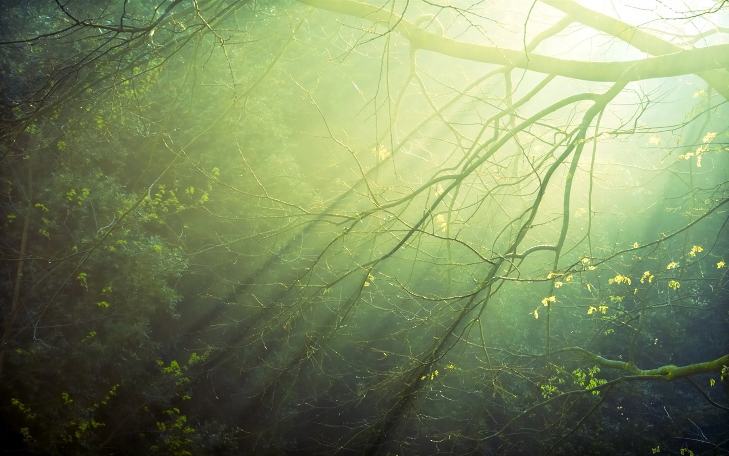 윈도우 8 테마 숲 풍경의 HD 월페이퍼 #6 - 1440x900