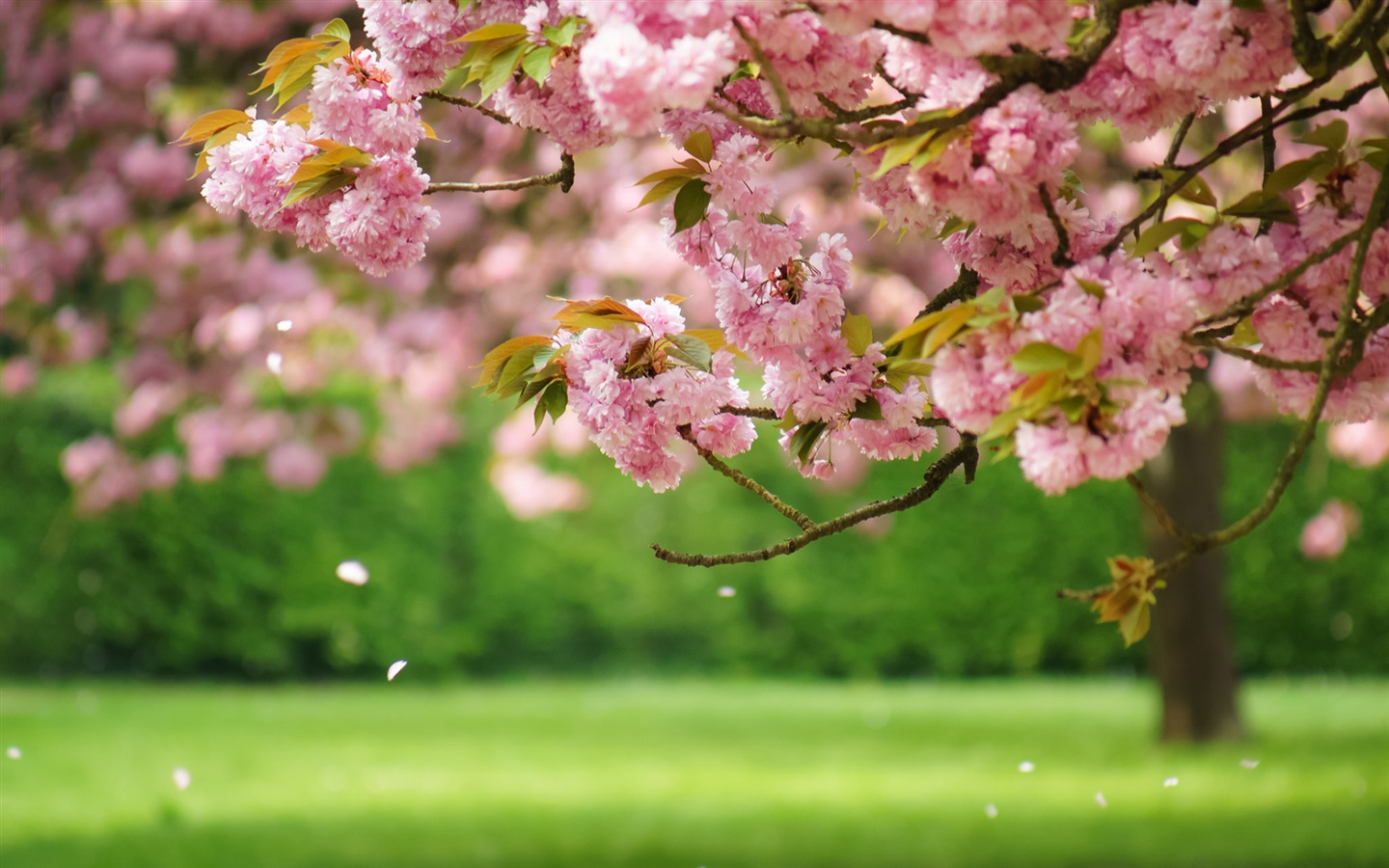 Jarní květiny kvetou HD Tapety na plochu #1 - 1440x900