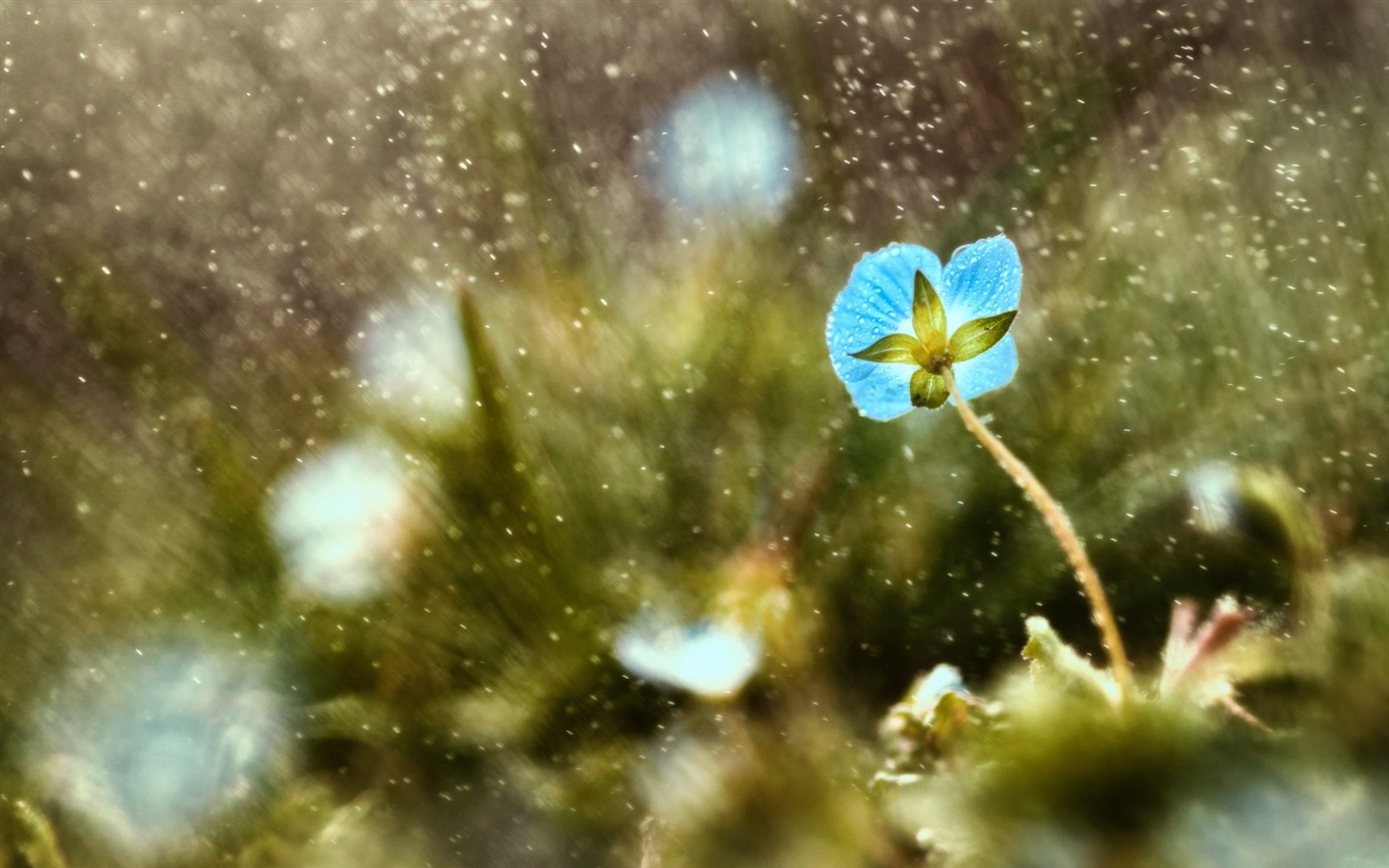 Flores de primavera florecen fondos de pantalla de alta definición #2 - 1440x900