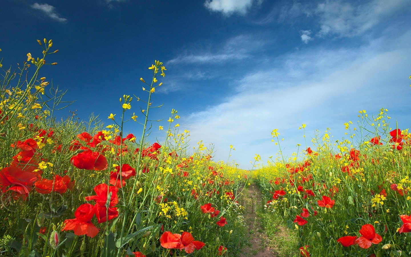 Весенние цветы цветут HD обои #9 - 1440x900
