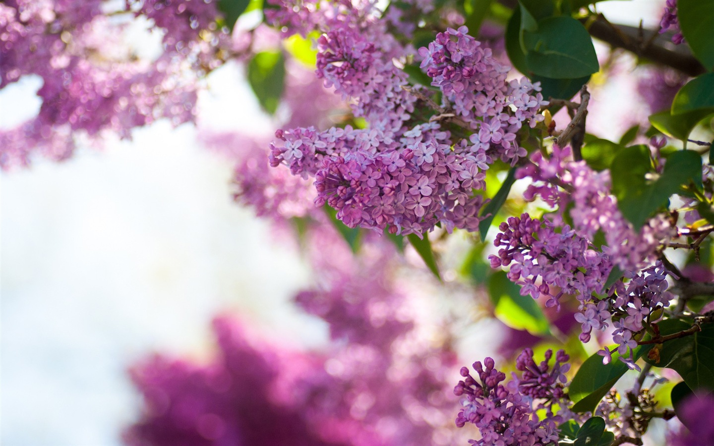 Flores de primavera florecen fondos de pantalla de alta definición #13 - 1440x900