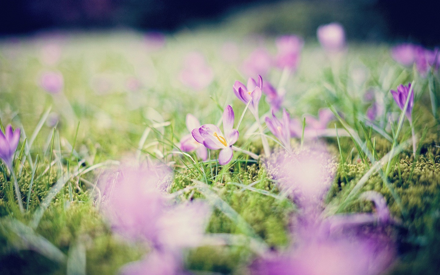 Flores de primavera florecen fondos de pantalla de alta definición #14 - 1440x900