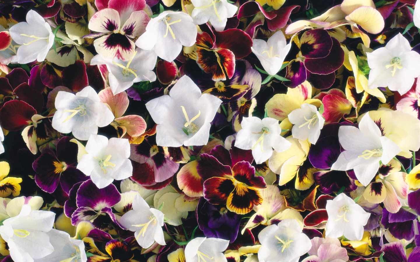 露HDの壁紙美しい花 #3 - 1440x900