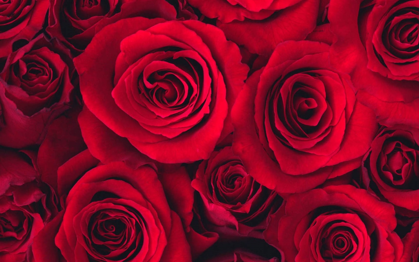 Belles fleurs fonds d'écran avec la rosée HD #5 - 1440x900