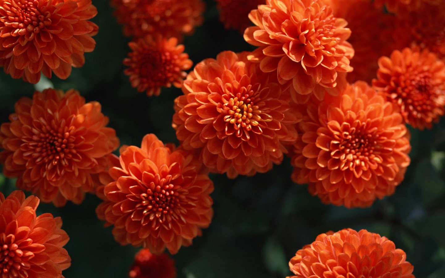 Hermosas flores con fondos de pantalla de alta definición de rocío #7 - 1440x900