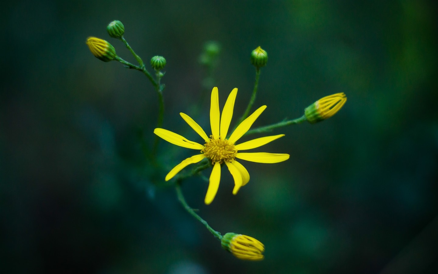 Hermosas flores con fondos de pantalla de alta definición de rocío #12 - 1440x900