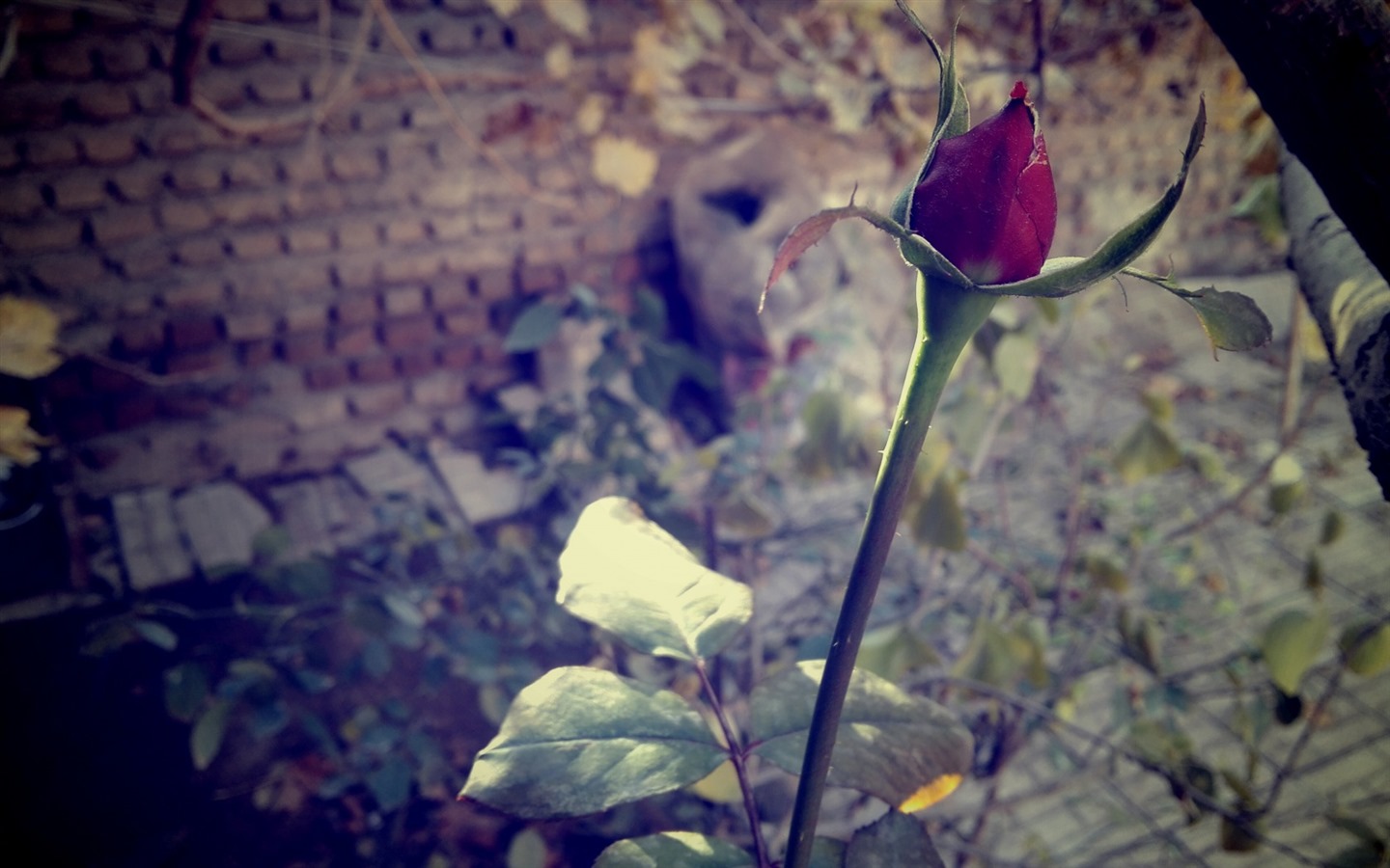 이슬의 HD 월페이퍼와 함께 아름 다운 꽃 #16 - 1440x900