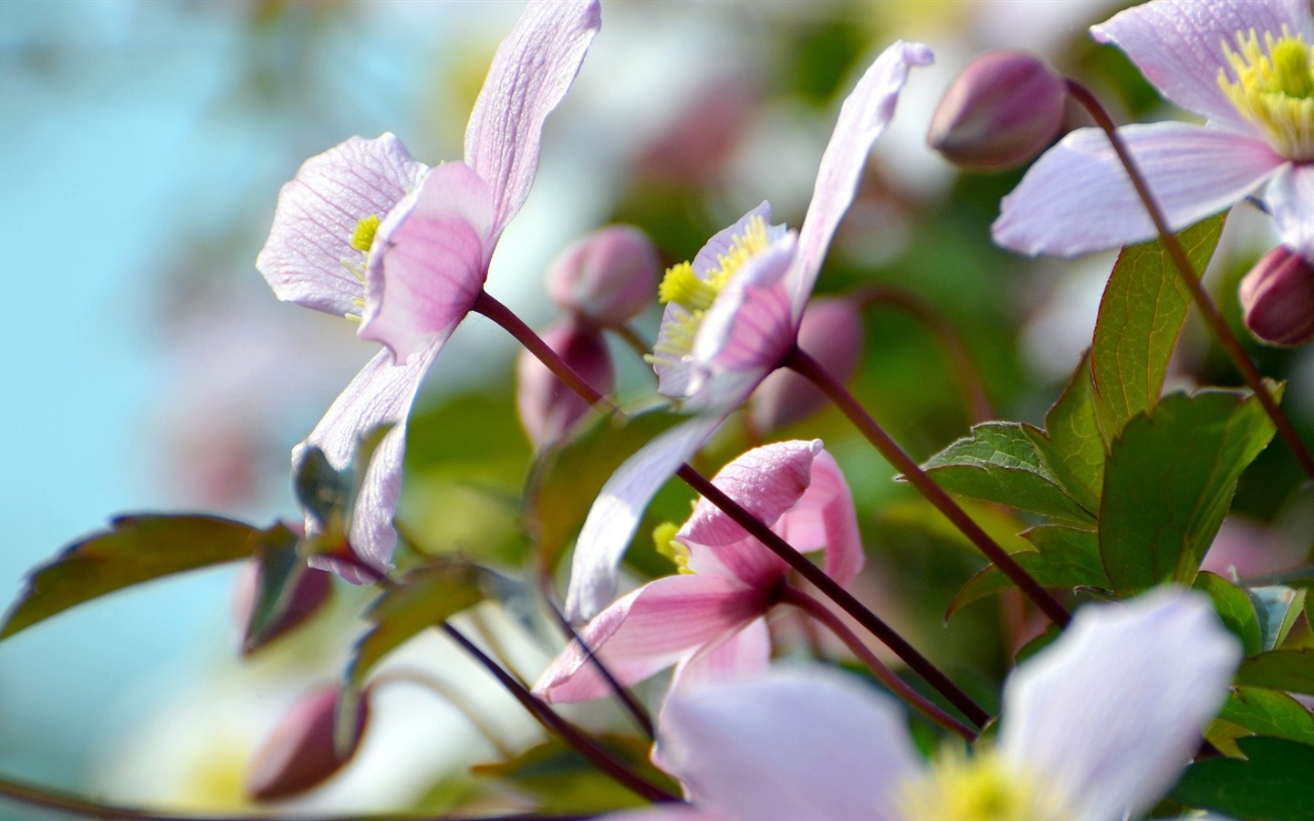 Krásné květy s rosy tapet HD #17 - 1440x900