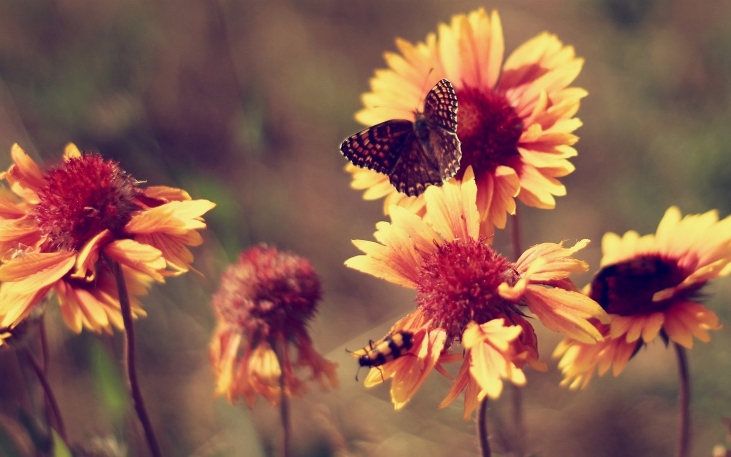 이슬의 HD 월페이퍼와 함께 아름 다운 꽃 #19 - 1440x900