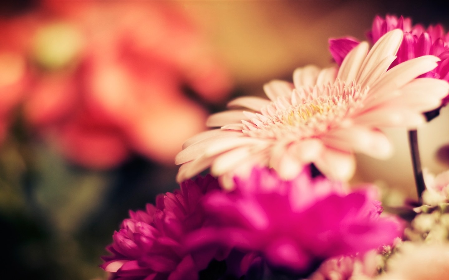 이슬의 HD 월페이퍼와 함께 아름 다운 꽃 #20 - 1440x900