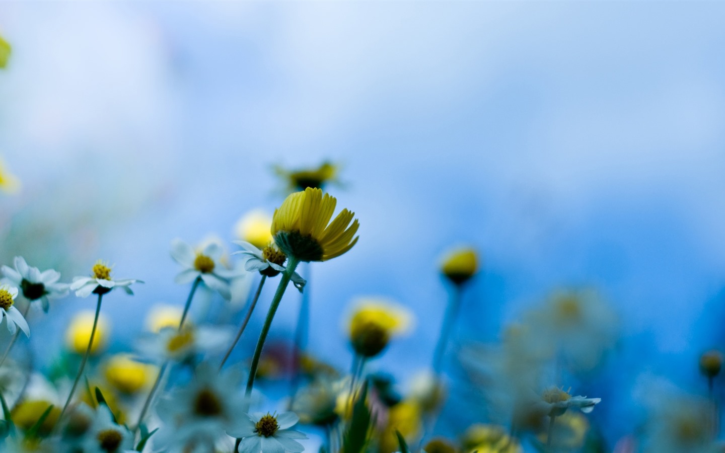 이슬의 HD 월페이퍼와 함께 아름 다운 꽃 #25 - 1440x900
