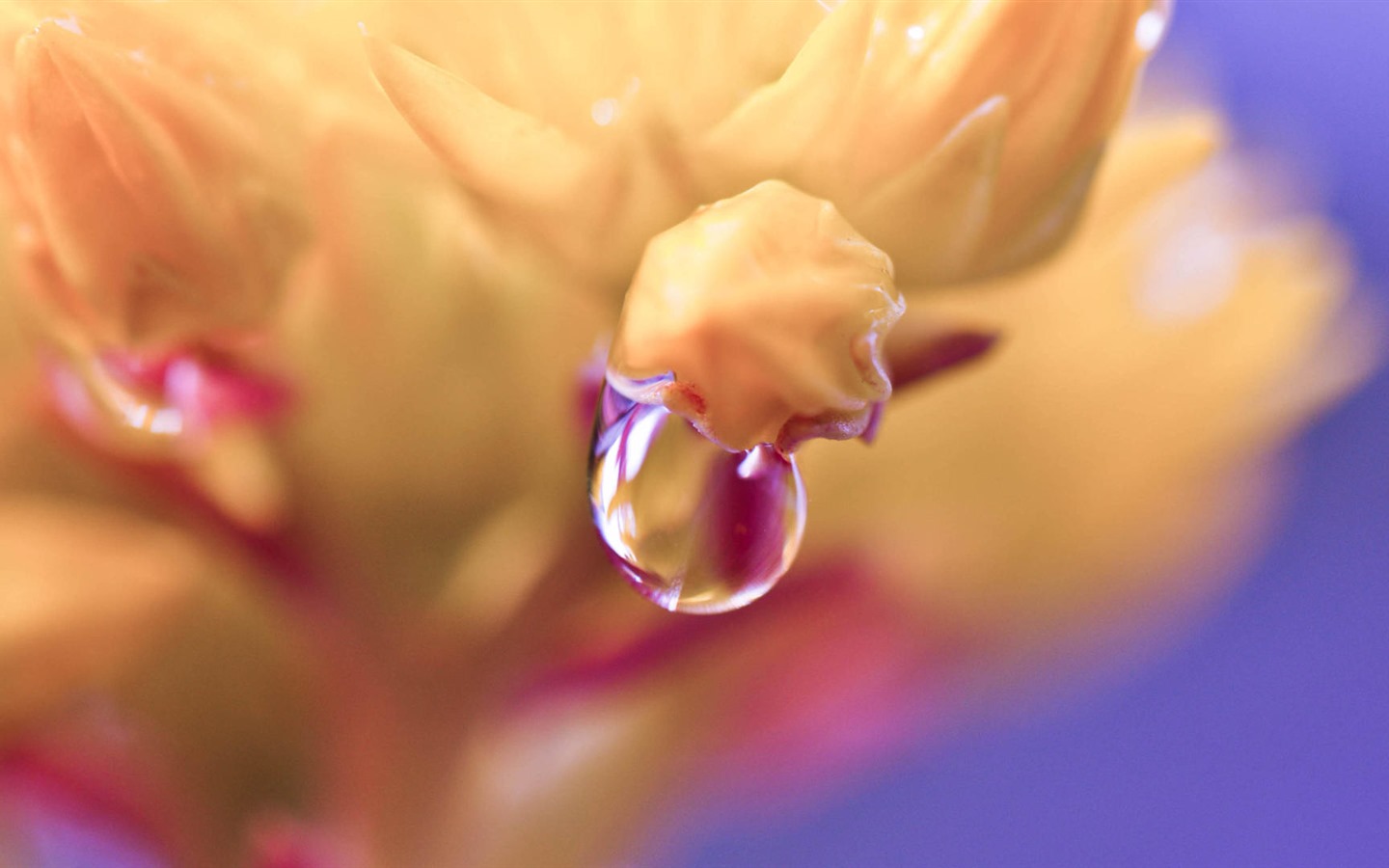 Hermosas flores con fondos de pantalla de alta definición de rocío #30 - 1440x900