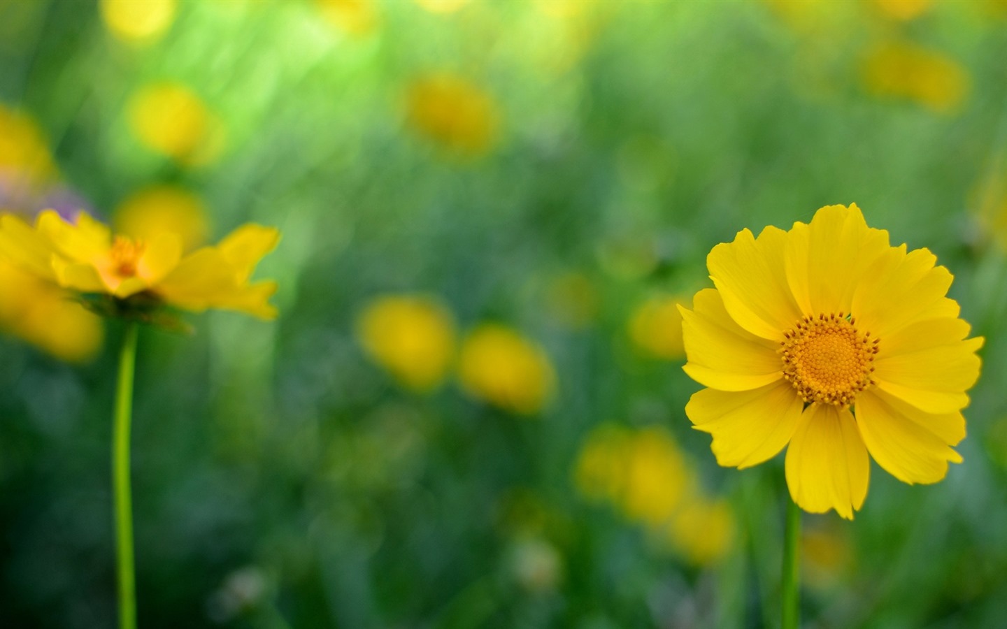 이슬의 HD 월페이퍼와 함께 아름 다운 꽃 #32 - 1440x900