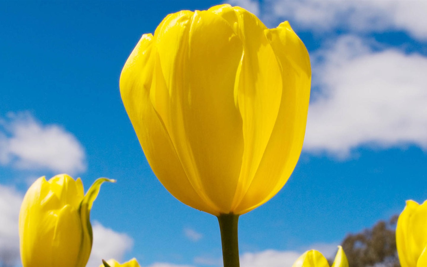 Čerstvé a barevné tulipány květinové HD tapety na plochu #3 - 1440x900