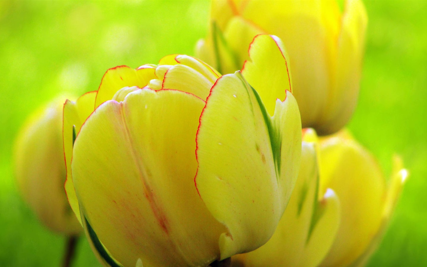 Čerstvé a barevné tulipány květinové HD tapety na plochu #6 - 1440x900