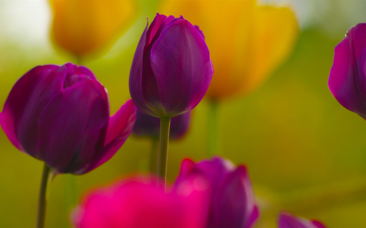 Fresh and colorful tulips flower HD wallpapers #9 - 1440x900