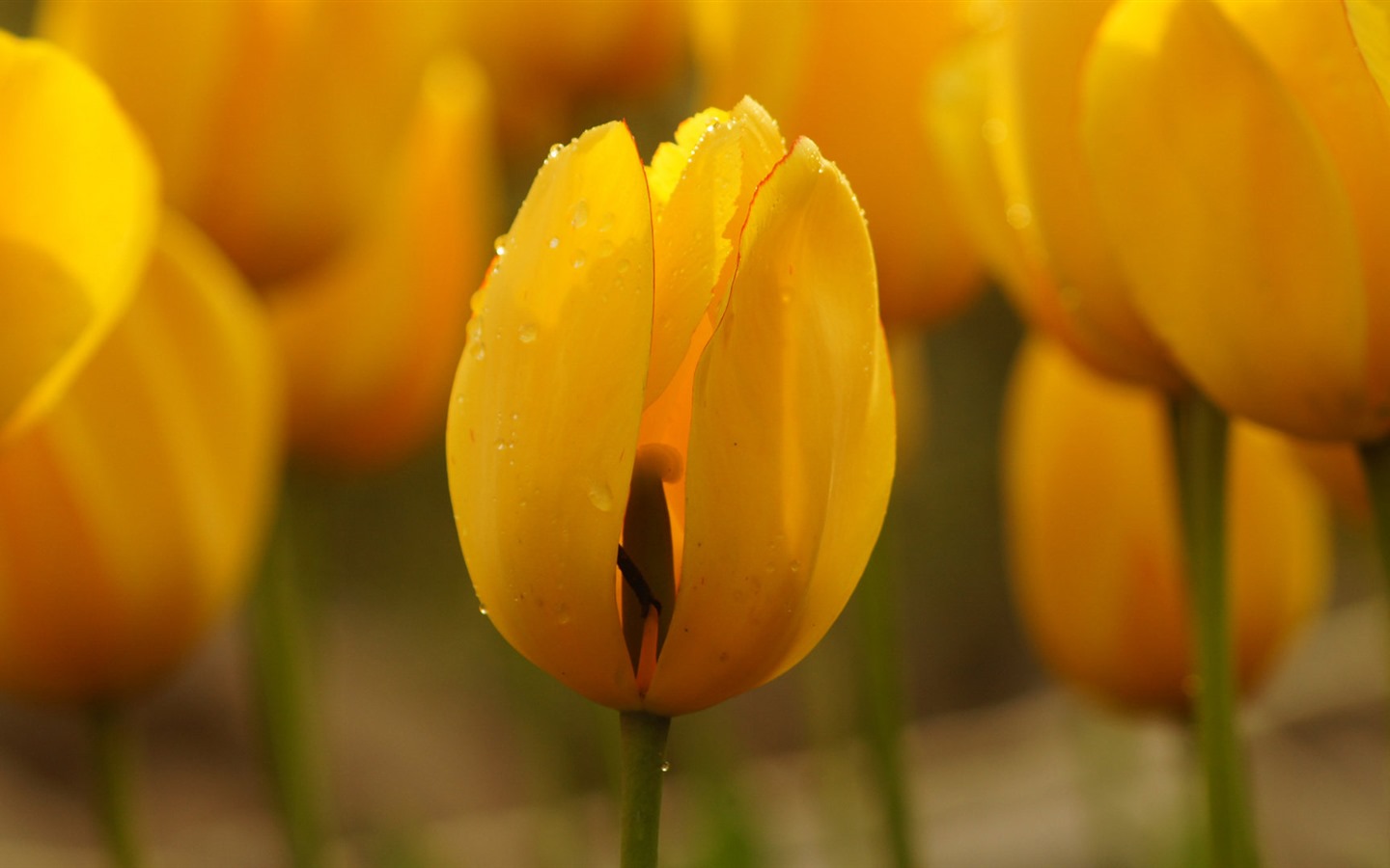 신선하고 화려한 튤립 꽃의 HD 배경 화면 #10 - 1440x900