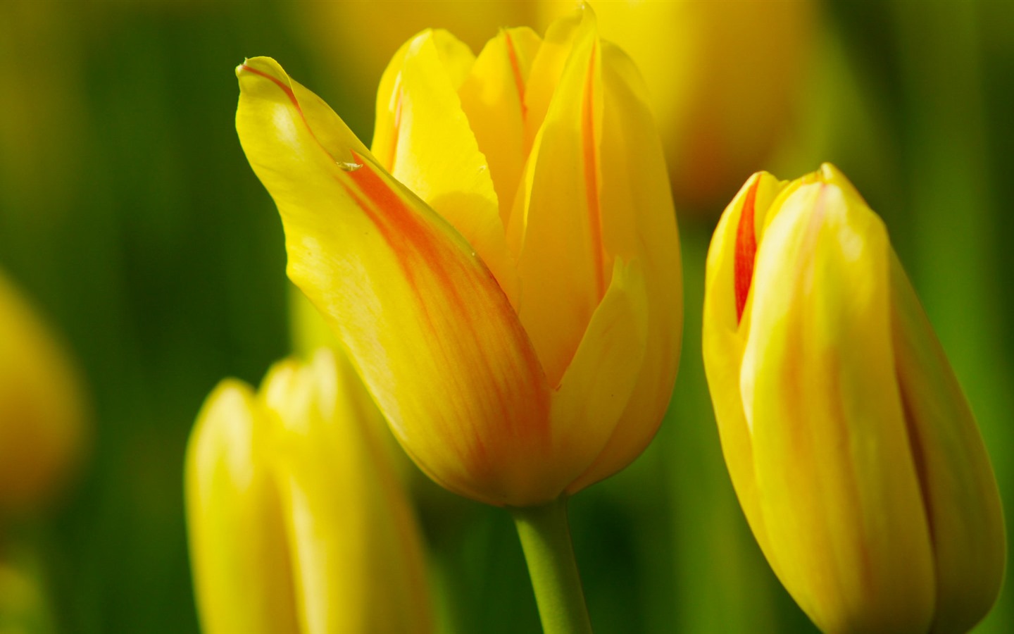 신선하고 화려한 튤립 꽃의 HD 배경 화면 #13 - 1440x900