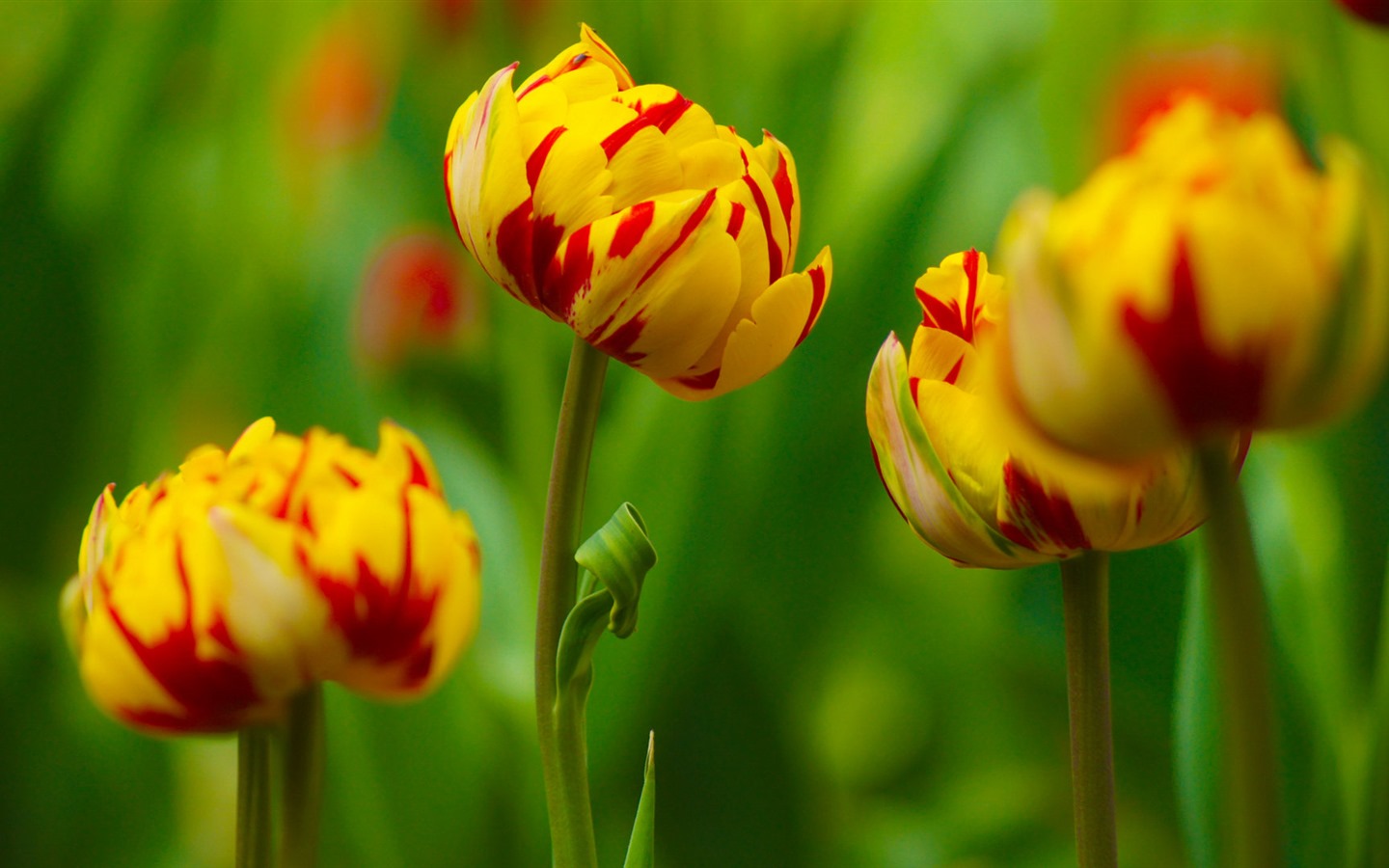 신선하고 화려한 튤립 꽃의 HD 배경 화면 #16 - 1440x900